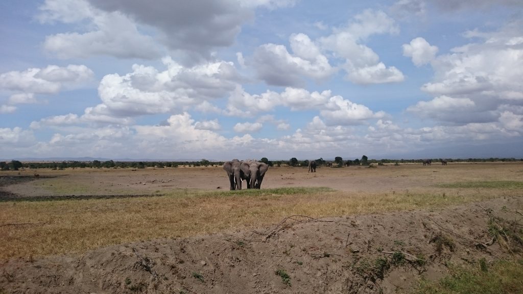 elefanten-in-kenia